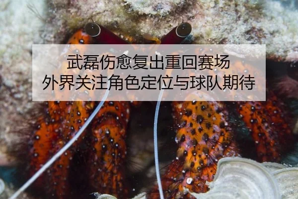 武磊伤愈复出重回赛场 外界关注角色定位与球队期待